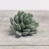 Venda Quente Transfronteiriça Cabeça de Flor Suculenta Simulada DIY Planta Flor Artificial Criativa Estilosa Planta Verde Decoração de Casa Fabricante da Fonte