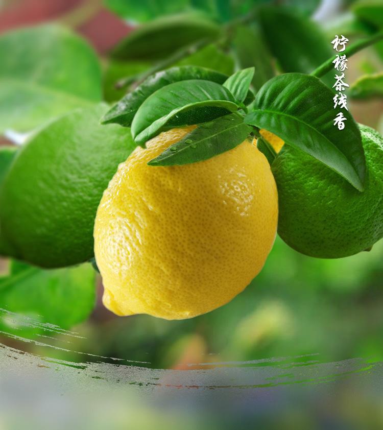 362柠檬茶手机版 (1)