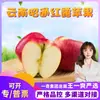 Seleção Premium Maçã Red Dew de Zhaotong, Yunnan, envio direto 5/8/ 4,5kg Fruta fresca sazonal puramente doce e crocante