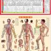 Mapa de Puntos de Acupuntura Moxibustión Humana Mapa de Moxibustión Mapa de Puntos de Acupuntura de Meridianos Humanos Libro de Terapia de Moxibustión Mapa Ventosas Raspado Masaje