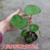 Planta de Vaso Wufengcao de Folhas Grandes, Perene em Todas as Estações, Tolerante à Sombra, Fácil de Manter, Resistente ao Calor e ao Frio, Folhagem de Pátio, Planta Espelho de Flores Perenes