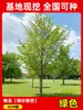 Envío directo de plantones de ginkgo con hojas verde doradas tempranas, adecuados para plantar en patios y villas, se pueden cultivar tanto en el norte como en el sur, grandes árboles ornamentales paisajísticos en macetas