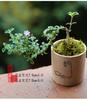 Bonsái de nieve de junio tigen de borde dorado acantilado miniatura floración árbol pequeño en maceta modelado de pila escritorio de oficina interior