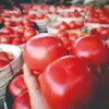 Tomates Frescos Colhidos de Panzhihua, Sichuan, Adequados para Comer Crus, Cultivados Naturalmente em Solo Aberto, Caixa Inteira de Tomates da Estação