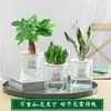 Árvore da Fortuna Planta Verde Flor de Gardênia Pequena Planta em Vaso para Mesa Aloe Vera Planta Suculenta Pothos Hidropônico Fácil de Cuidar no Escritório