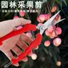 Tesoura de poda ferramentas de jardinagem tesoura para pomar tesoura para galhos de árvore tesoura para colheita de frutas de jardim pimenta uva