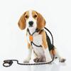 Produtos Pet Transfronteiriços Criativos Coleira para Cães Nylon Refletivo Corda Redonda Sem Coleira Integrada Coleira para Animais de Estimação