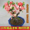 Las Diez Flores Famosas de China Flor de Begonia Maceta Pila Vieja Planta Resistente al Frío Flor Perezosa Fácil de Cultivar Próspera Casa Todo el Año Begonia