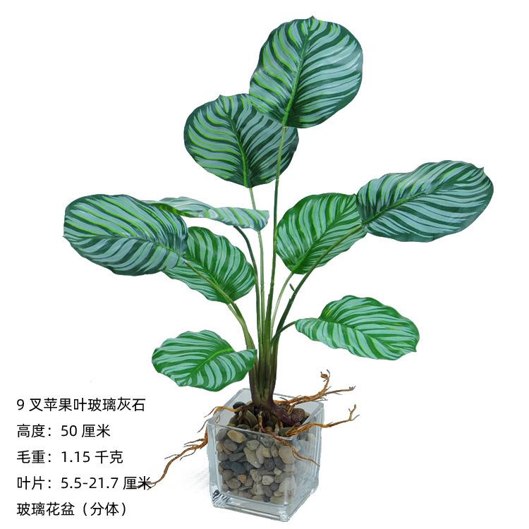 9叉带须苹果叶玻璃黑石