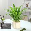 Dropshipping Helecho Nido de Ave Helecho en Maceta Follaje de Interior Planta Verde Flor Sala de Estar Oficina Escritorio de Empresa Planta Novedad