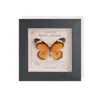 2025 Nuevo Modelo Mariposa Regalo Marco de Espécimen de Mariposa Real Decoración de Regalo Obra de Arte Mercancía para Entomólogos