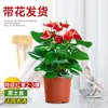 Planta em Vaso Antúrio com Flores, Planta Hidropônica, Planta Verde de Interior Fácil de Cuidar, Adequada para Pessoas Preguiçosas, Flores para Todas as Estações, Planta da Moda
