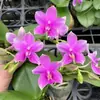 Las plántulas de orquídea Phalaenopsis son fáciles de cultivar en todas las estaciones, plantas verdes de interior, balcón, oficina en maceta, flores, fáciles de mantener vivas