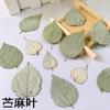 [Folhas Verdadeiras] Folhas de Árvores Folhas com Veias em Relevo Flores Secas Folhas de Ginkgo Baffle Flores Verdadeiras Materiais de Ensino Científico de Plantas