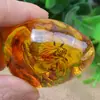 Transfronterizo Forma de Gota Tendencia Natural Insecto Especimen Phalaenopsis Caja Sorpresa Excavación Infantil Puesto Arqueológico Corriendo Jianghu