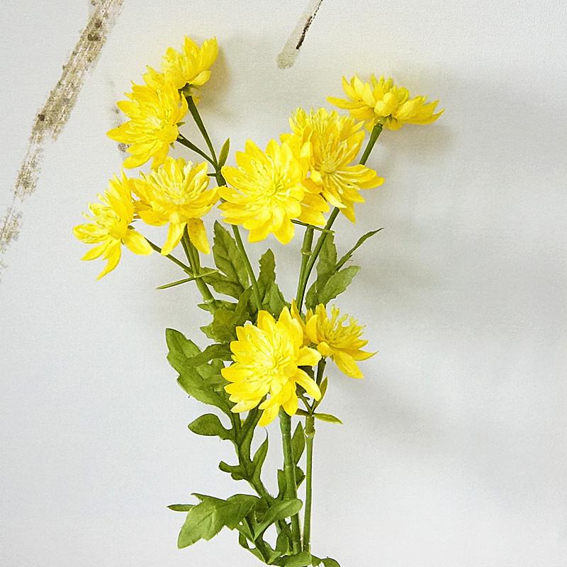 黄金菊