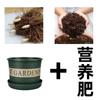 Planta Linglan Floresce em Todas as Estações com Botões, Raízes de Lírio-do-Vale Purificam o Ar, Planta em Vaso de Lírio-do-Vale com Fragrância Forte, Planta Verde