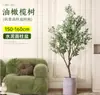 Planta de olivo en maceta para sala de estar interior, esquejes reales, planta grande en maceta, fácil de cuidar, adecuada para inauguración de casa y mudanza