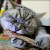 Palitos de Mastigar Erva-do-Gato para Limpeza dos Dentes, Petiscos de Erva-do-Gato, Palitos para Esfregar Erva-do-Gato, Brinquedos de Recompensa para Gatos