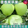 Plántulas de Banano Verde y Manzana de una Pieza para Envío Directo, para Plantar en Macetas de Patio Norte y Sur, Plántulas Injertadas de Fruta Extra Grande Enanas