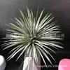 Árbol de sangre de dragón simulación hierro de sangre de dragón Madera milenaria simulación Árbol de orquídea de seda en maceta árbol de dragón Árbol de hierro de dragón planta de simulación tropical
