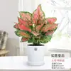 Geely Ruyi Rojo Flor Reina Planta en Maceta Planta Verde de Escritorio para Interiores Cuatro Estaciones Mary Ann Perenne Flores Fáciles de Cultivar