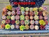 Set de plantas suculentas para jardines de infancia, incluye macetas, tierra, plantas grandes para principiantes, apto para plantas pequeñas de interior en maceta, venta al por mayor