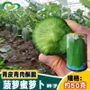 Sementes de rabanete de fruta híbrido de jaca. Shawa, Shandong, sementes de rabanete para consumo cru. Sementes de rabanete para semear no verão e outono