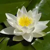 Semillas de nenúfar, flores de rizoma, loto fragante de nueve grados, plántulas de loto, plantas acuáticas, plantas hidropónicas, semillas de loto para maceta pequeña, lodo de estanque