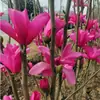 Plántulas de Magnolia Púrpura, Árboles de Magnolia con Capullos, Floración de Patio, Árboles Grandes, Plantas de Exterior, Macetas Resistentes a las Heladas y al Frío