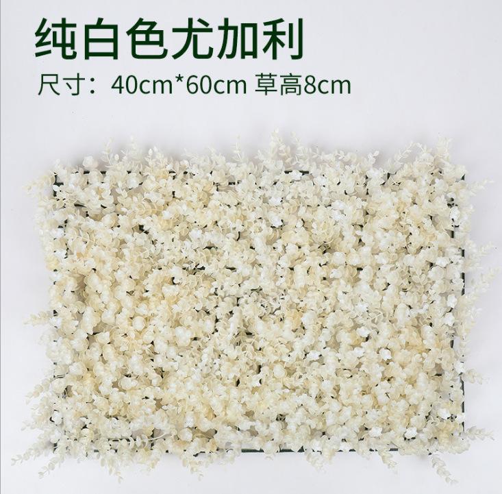 白色尤加利.jpg