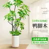 Forma Pie de Pato Madera Sala de Estar Maceta Grande Planta Verde Interior Sala de Estar Grande de Pie Flor Real Pila Vieja Pie de Pato Madera