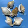 Artesanías de Caracolas Naturales Vendidas por Libra para Acuarios, Fotografía, Educación de Estudiantes y Niños, Minería y Uso Marino