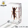 Artesanías de especímenes, insectos reales, escarabajo ciervo, escorpión, escarabajo, araña, regalos de enseñanza de ciencias biológicas, adornos de resina