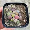 Base de planta suculenta autoproducida y autovendida al por mayor suculentas pequeñas combinación de flores plantas en maceta plantas carnosas Lithops Haworthia
