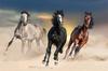 Pintura Moderna Caballo Corriendo Pintura en Lienzo Mural Póster Arte de Pared Sala de Estar Pintura Decorativa Moderna