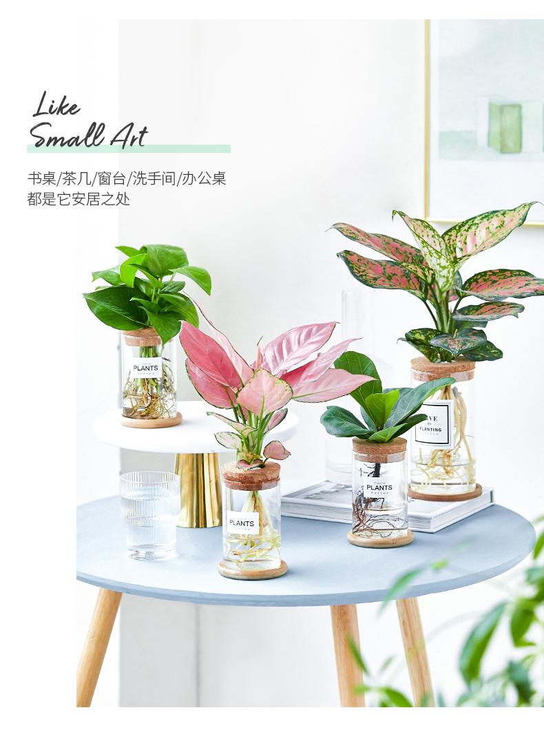 水培详情页_10.jpg