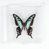 Adorno de mariposa real, alas de mariposa real, regalo de cumpleaños creativo para estudiantes, caja transparente