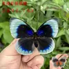 Venta Directa al Por Mayor de Fábrica de Especímenes Reales de Mariposas con Alas Extendidas, Diversos Insectos y Escarabajos, Accesorios para Fotos, Educación Científica, Especímenes Naturales