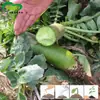 Semillas de Rábano Verde Hacia Arriba, Campos Agrícolas de Verduras, Crujientes y Jugosos, Con Forma de Codo, Semillas de Rábano Crujientes y Dulces, Siembra Mixta para Comercialización