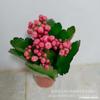 Flor de Longevidad Planta Pequeña en Maceta 80 # Plantas Verdes Flores de Escritorio Plantas Verdes Doble Pétalo Plantas de Interior Base Venta al por Mayor