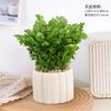 Planta Foliácea Verde para Interior em Vaso para Purificação do Ar, Folhagem de Samambaia Sempre Verde, Pequena Planta em Vaso Samambaia Coral Fluorescente