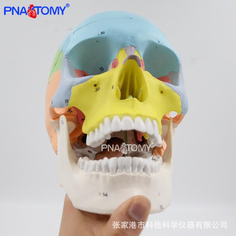 PNT-0153N 彩色头骨标数字01.jpg