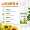 Solución nutritiva para girasol, no requiere dilución, tipo spray directo. Promueve el crecimiento, previene el crecimiento excesivo y el encamado. Fácil de usar para principiantes, adecuado para cultivar girasoles en balcones