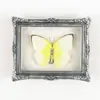 Especimen de Insecto Mariposa Real Natural en un Marco, Imán para Nevera, Decoración para el Hogar, Regalo para Amigos y Mejores Amigos