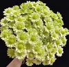 Atacado de Flores Margaridas Multicabeça, Entrega Direta de Yunnan, Cestas de Flores, Buquês, Arranjos para Vaso em Casa, Exposição em Banca, Compra em Grupo, Dropshipping de Uma Peça