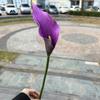 Lirio de cala morado oscuro comercio exterior fábrica de flores artificiales Eva lirio de cala grande ramo de boda decoración suave flor falsa para el hogar