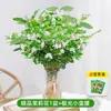 Planta de Jasmim em Vaso com Botões de Flor, Planta Hidropônica, Fácil de Manter na Mesa do Escritório, Adequada para Pessoas Preguiçosas, Flores Cultivadas em Água, Flores Frescas, Plantas Verdes