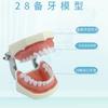 Modelo de 28 Dentes, Modelo de 32 Dentes, Modelo Dentário, Modelo Oral, Serviço Completo para Ensino e Explicação em Clínicas Odontológicas