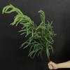 Planta verde flor artificial grandes ramos de catkin mori casamento casamento ao ar livre tiro conjunto decoração arranjo de flores plástico flor falsa